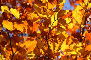 Blog - img - Transitioning to Autumn